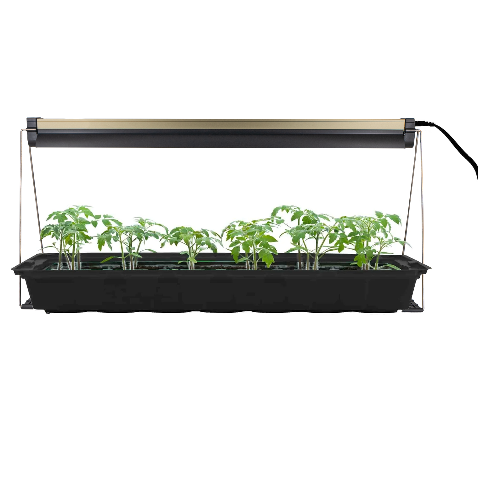 Indoor grow light fixture with a T5 bulb, mounted above a black tray containing seedlings. The light fixture is turned off in the image.
